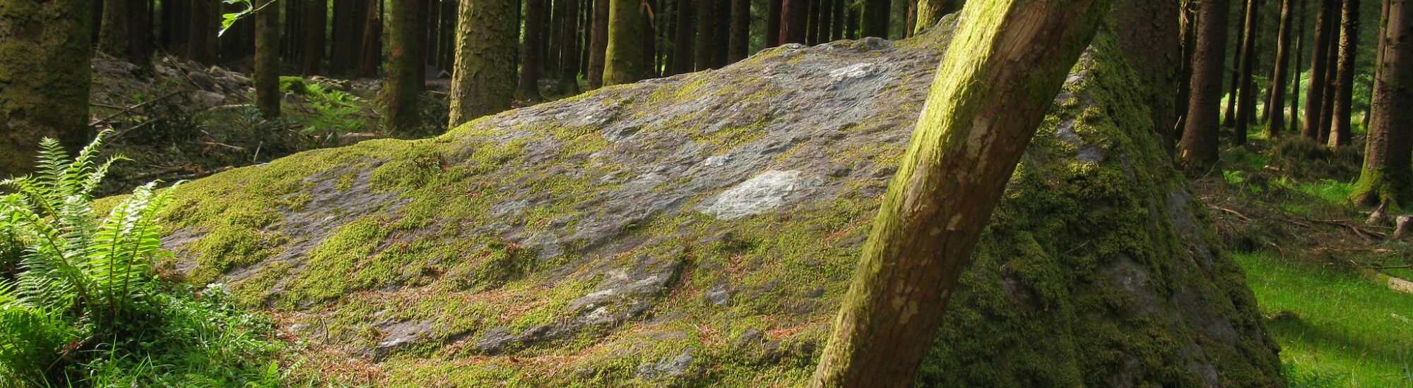 Irish forest parks