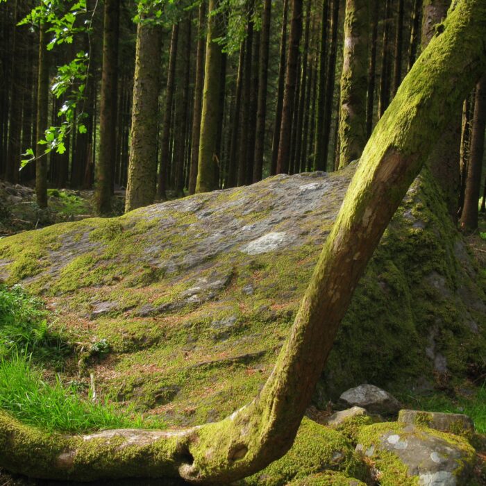 gougane barra forest park 1 e1474621938292