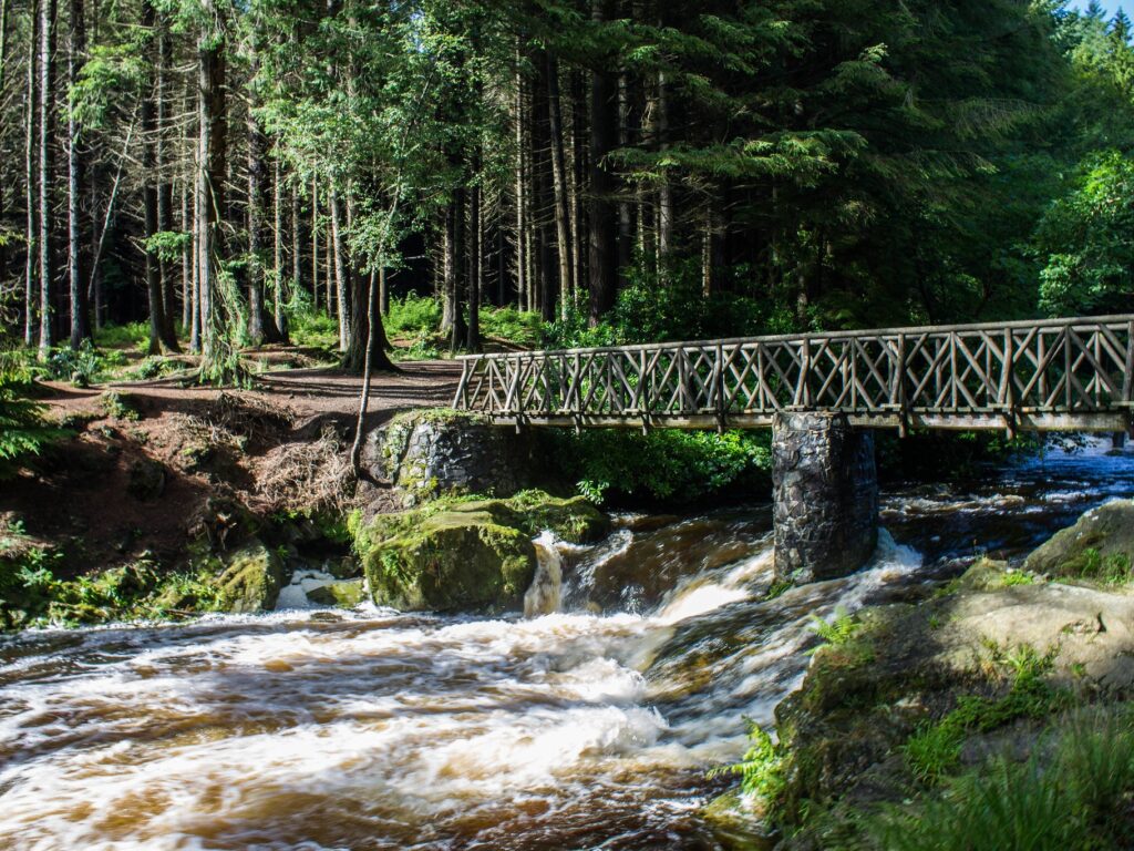 tollymore forest park 1
