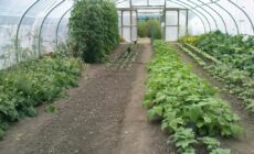 organic centre