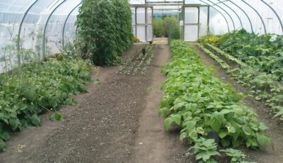 organic centre