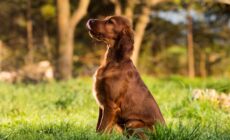 setter irlandais 1