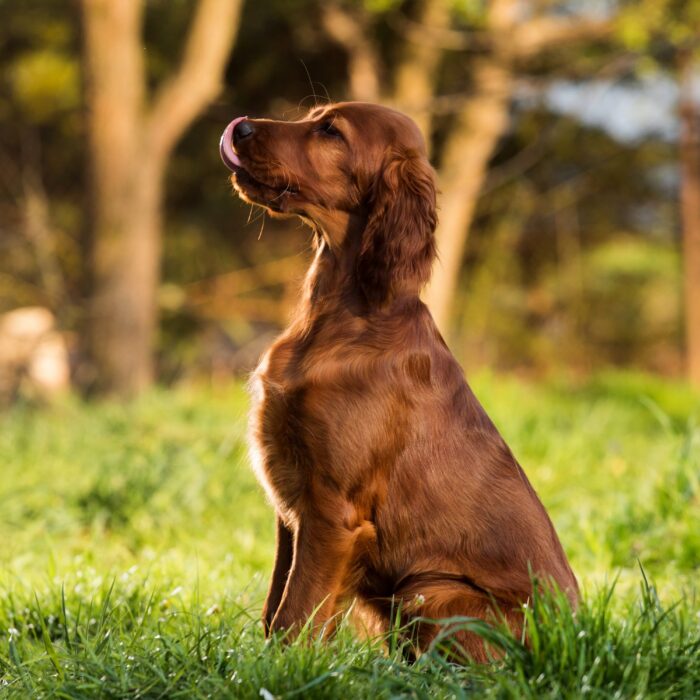 setter irlandais 1