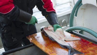 An Irish fisherman cleaning a cod - kjekol