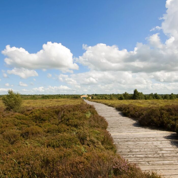 corlea bog 1