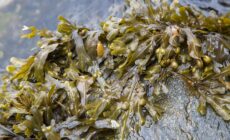 dulse