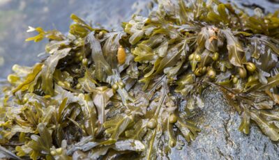 dulse