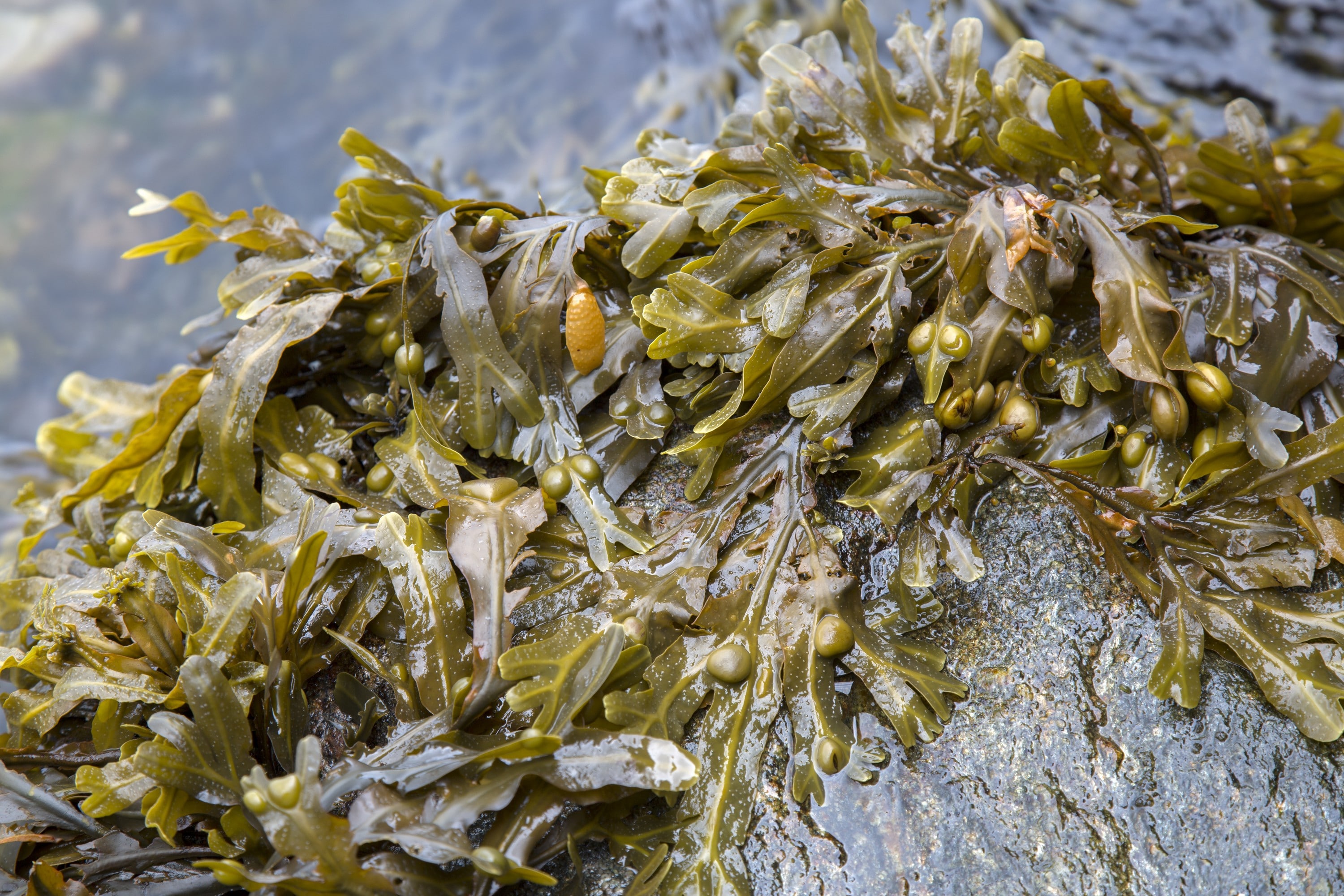 De la dulse - © kevers