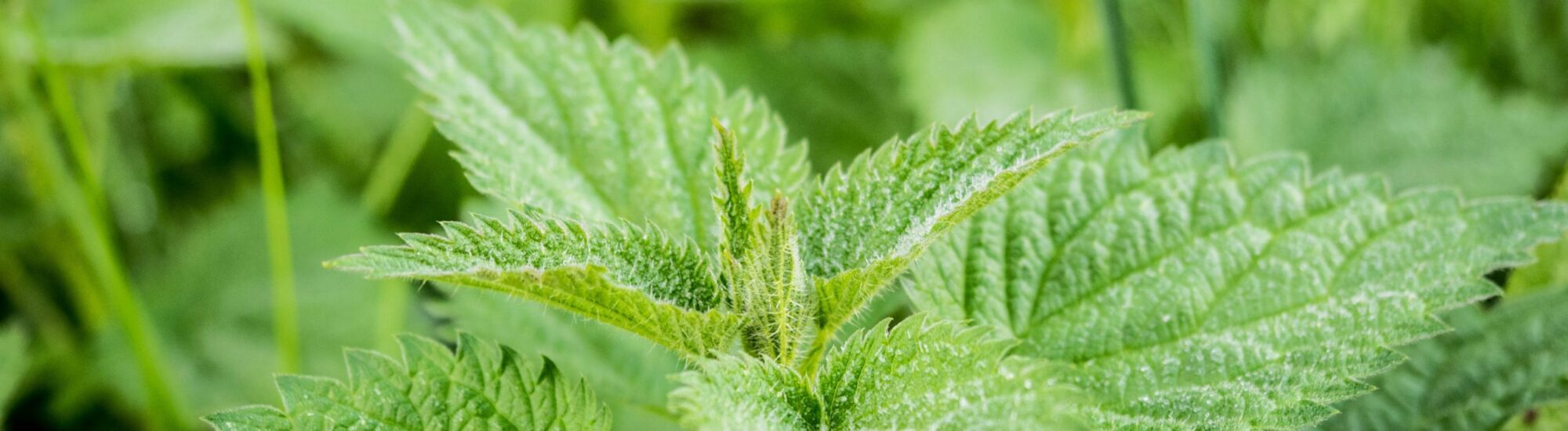 Nettle