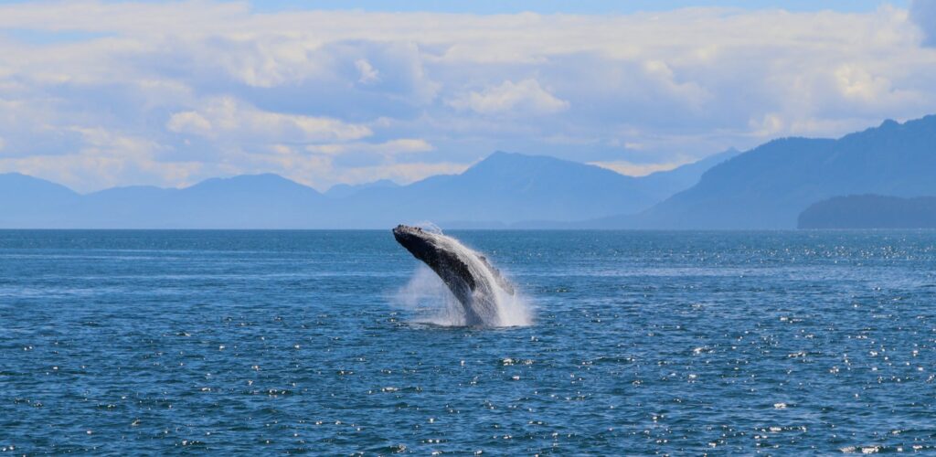 Ireland: a blue whale spotted for the first time in 6 years