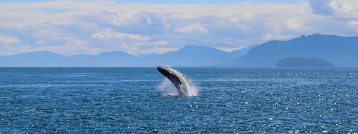 Une baleine - Navin75 - cc