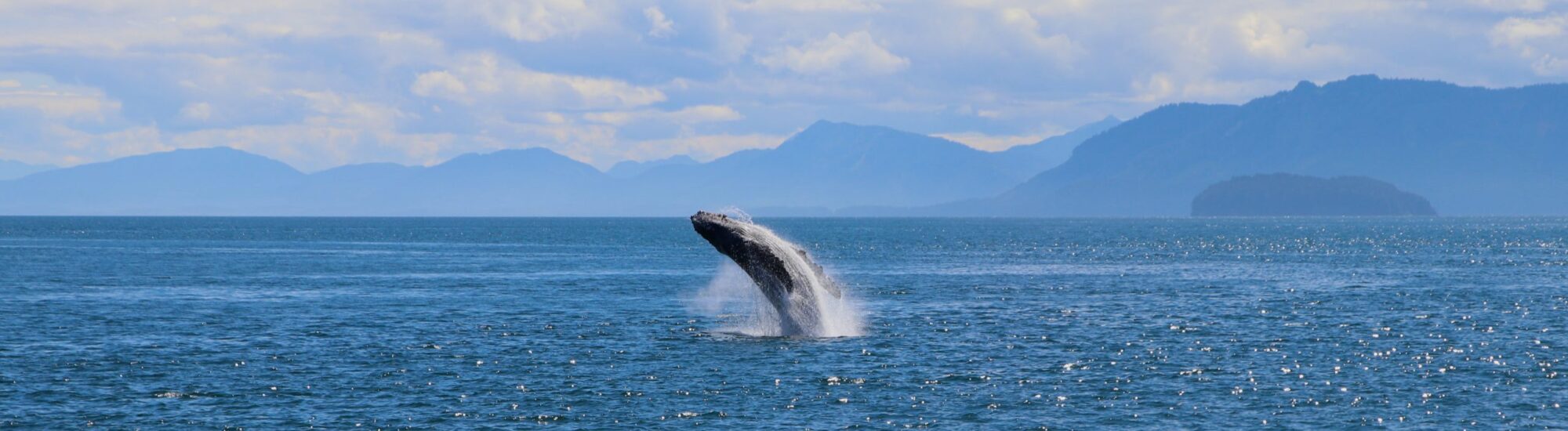 The Whale Watch Westcork