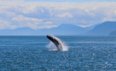 baleine 1 1 scaled