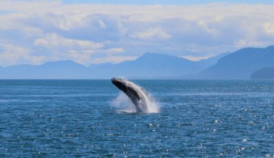 baleine 1 1 scaled