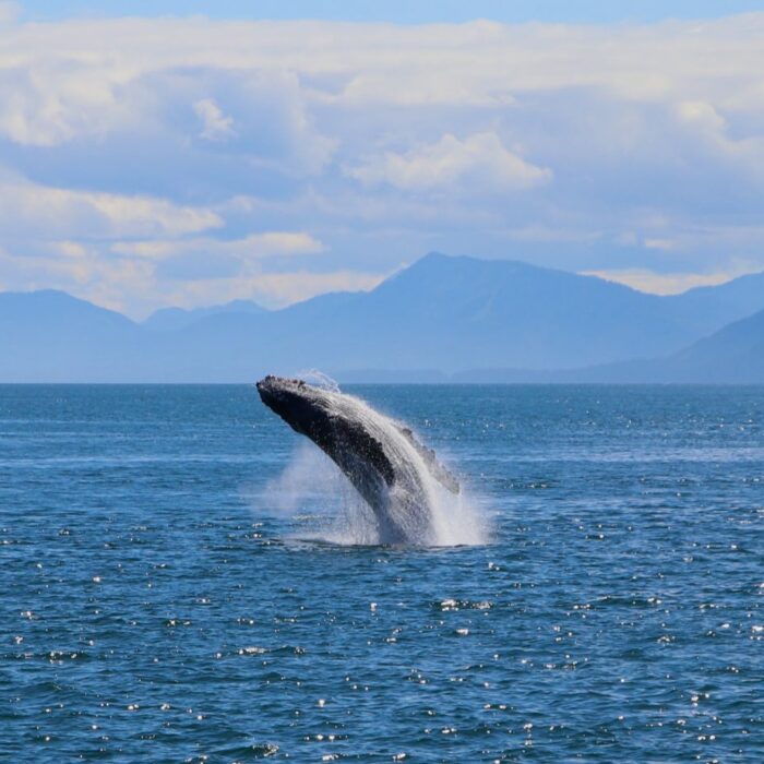 baleine 1 1 scaled