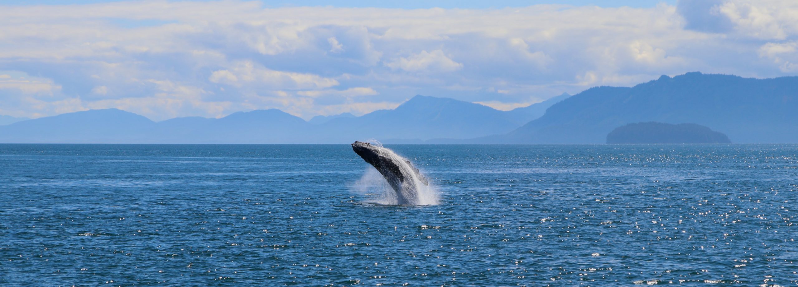 Une baleine - Navin75 - cc