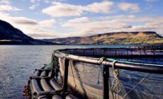 glenarm organic salmon 1