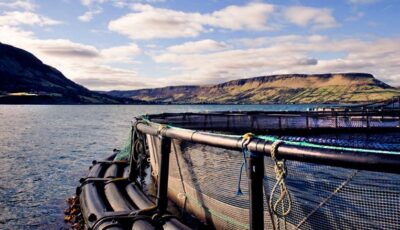 glenarm organic salmon 1
