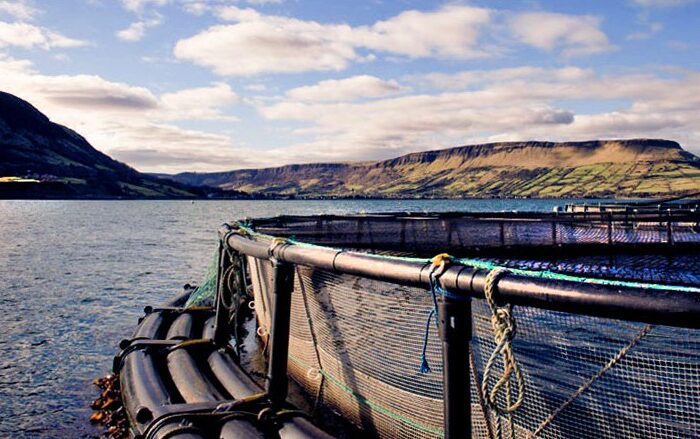 glenarm organic salmon 1