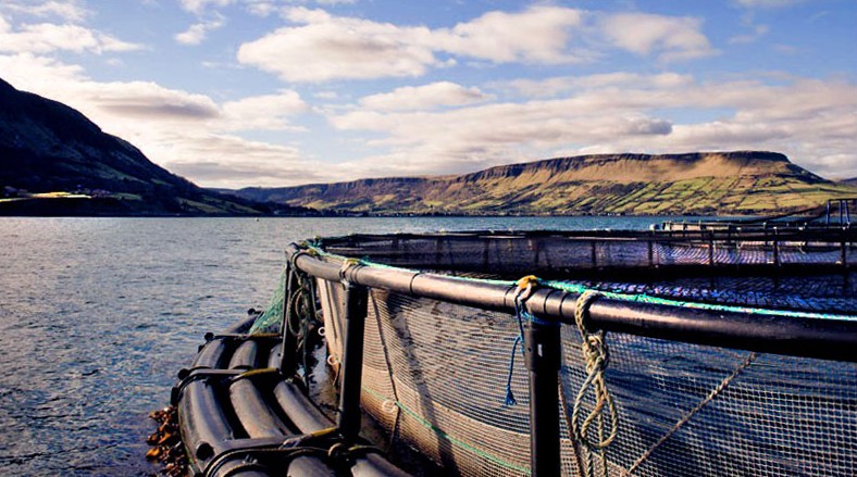 La Glenarm Organic Salmon - www.glenarmorganicsalmon.com