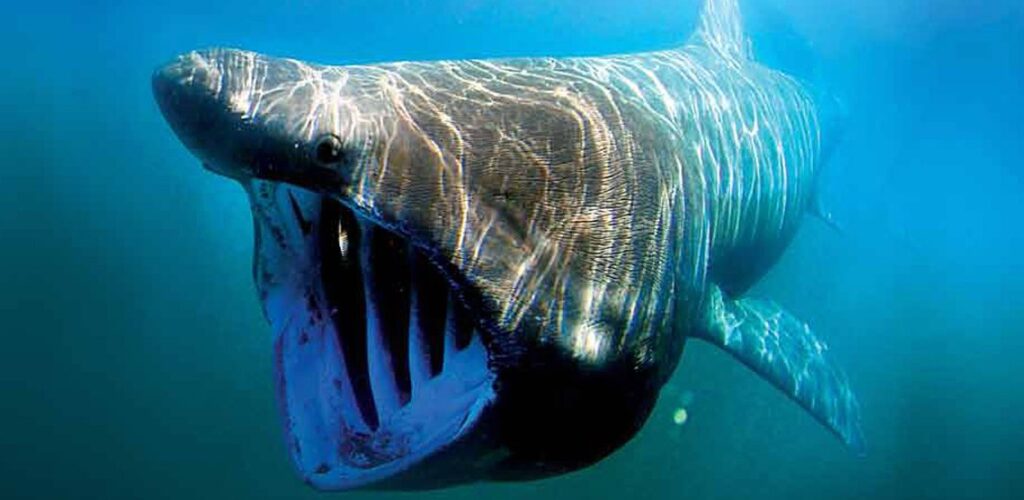 A basking shark - Public domain