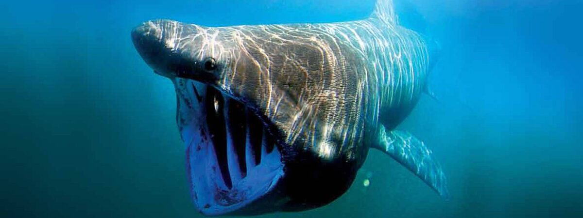 A basking shark - Public domain