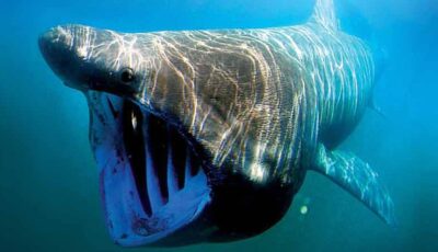 A basking shark - Public domain