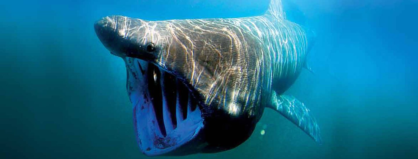 A basking shark - Public domain