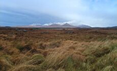 roundstone bog