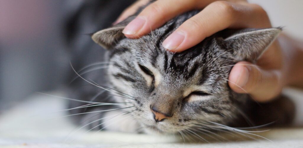 Un chat en train de se faire papouiller -K-nekoTR - cc