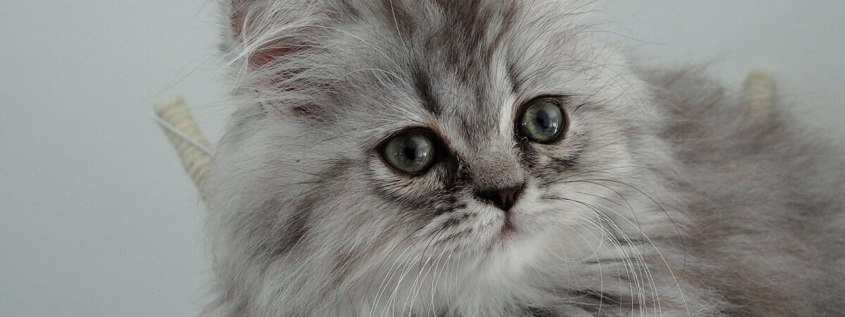 Un chaton - Domaine public