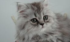 chaton