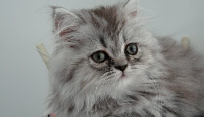 chaton