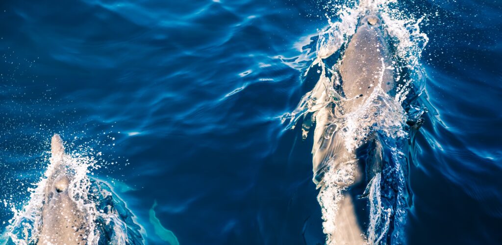 Des dauphins au large de l'Irlande - heyengel