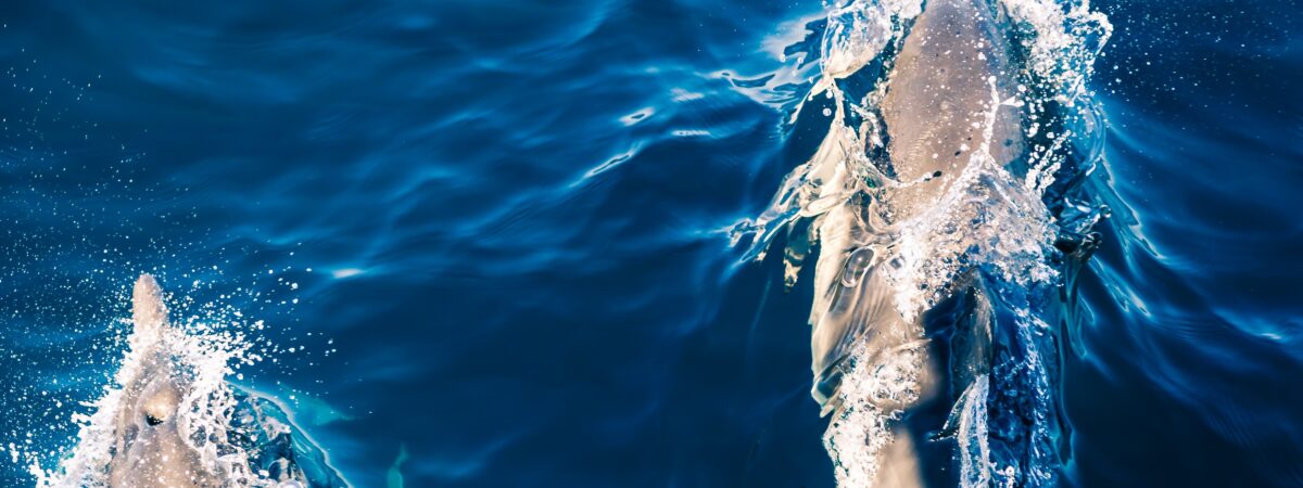 Des dauphins au large de l'Irlande - heyengel