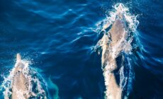 dauphins
