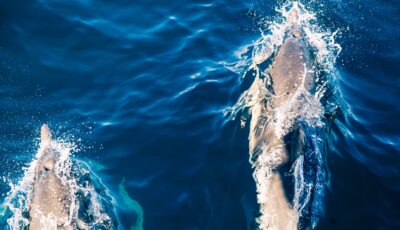 dauphins