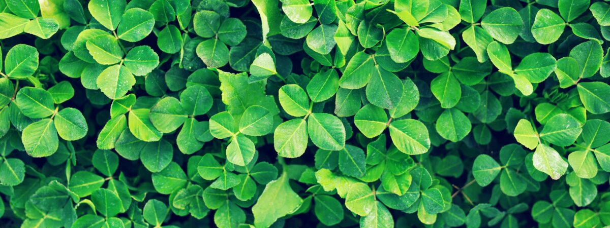7 things you don’t know about Irish shamrock