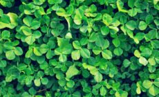 trefles irlandais