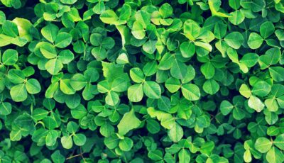trefles irlandais