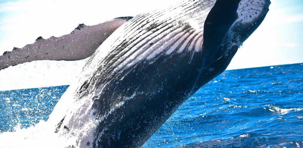 Ireland: humpback whales recorded in 1999 reappear off Kerry 20 years later
