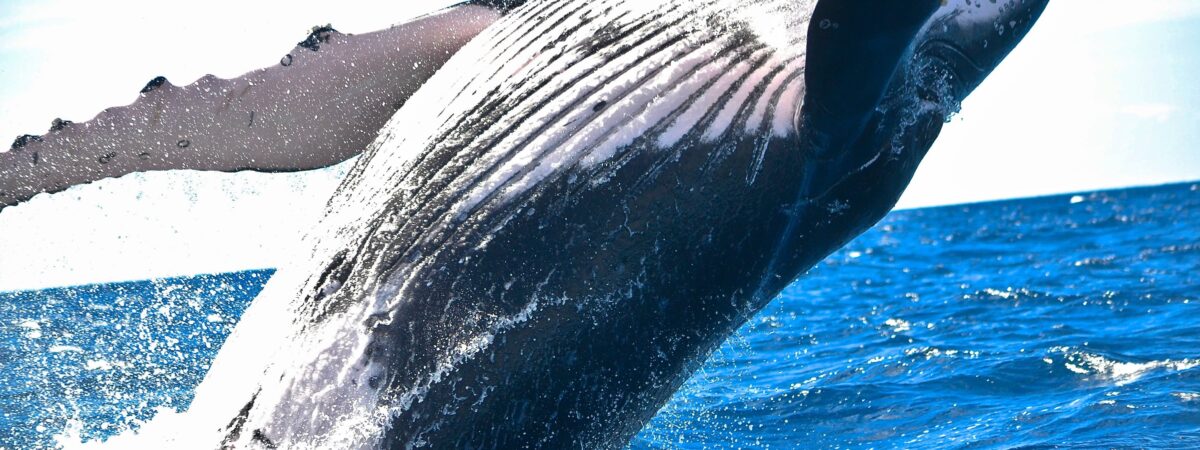 Une baleine à bosse au large des côtes irlandaises - Photo by Sho Hatakeyama on Unsplash