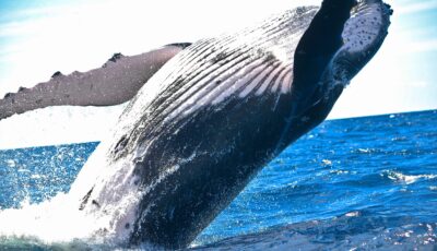 baleine a bosse 1