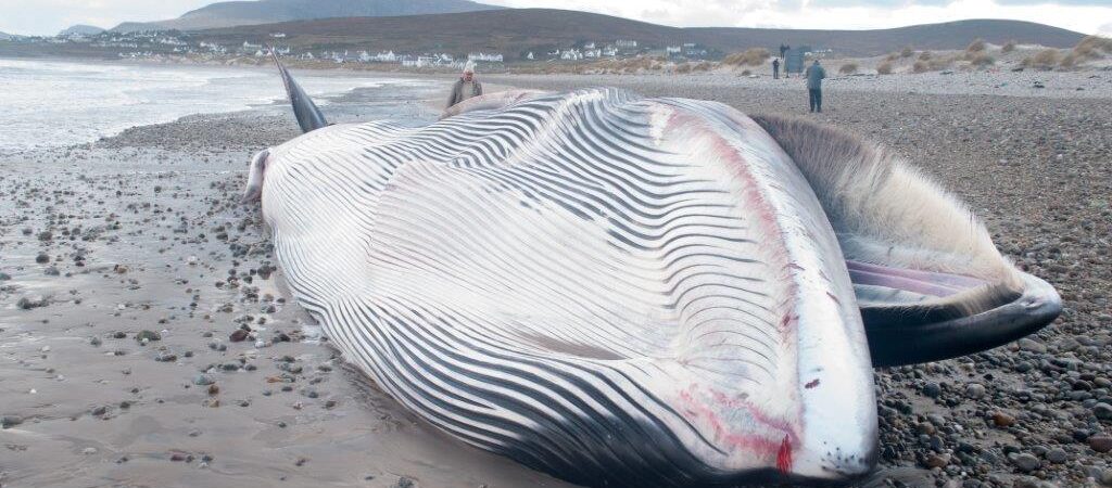 Baleine échouée en Irlande du Nord - Photo par Tom Honeyman - Irish whale and dolphin group