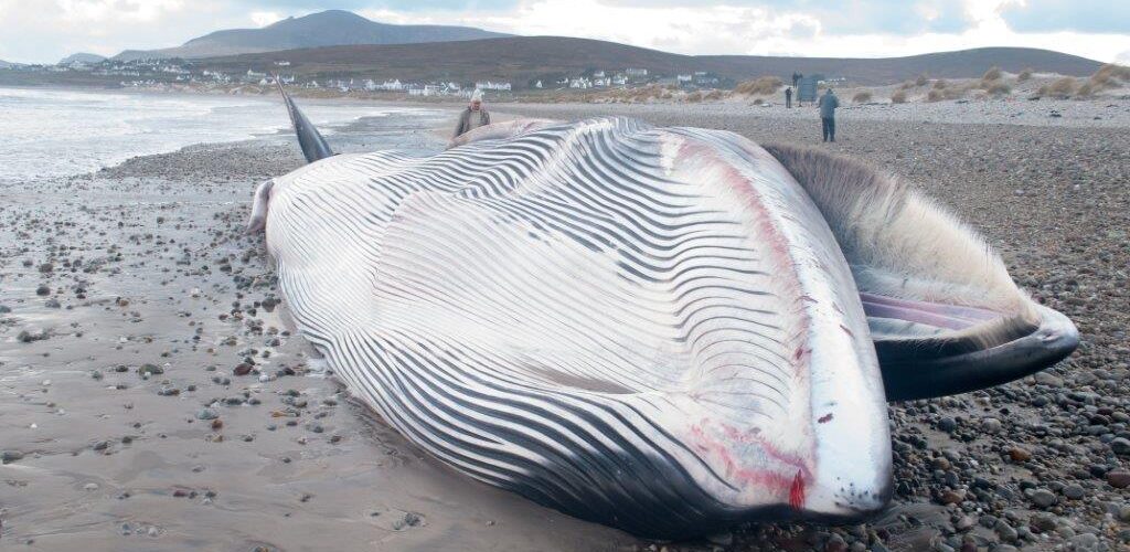 A whale washes up on a beach in Northern Ireland