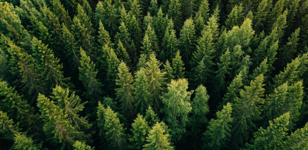 L’Irlande va planter des arbres à des fins écologiques – nblxer r