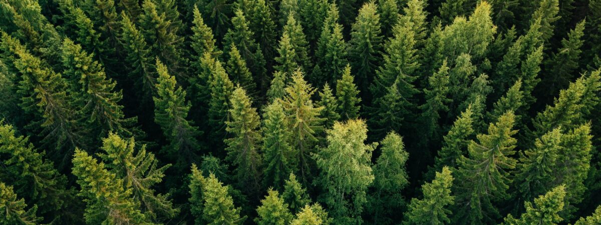 L’Irlande va planter des arbres à des fins écologiques – nblxer r