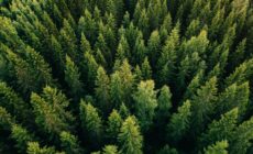 foret