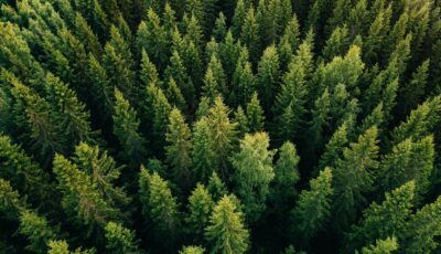 foret