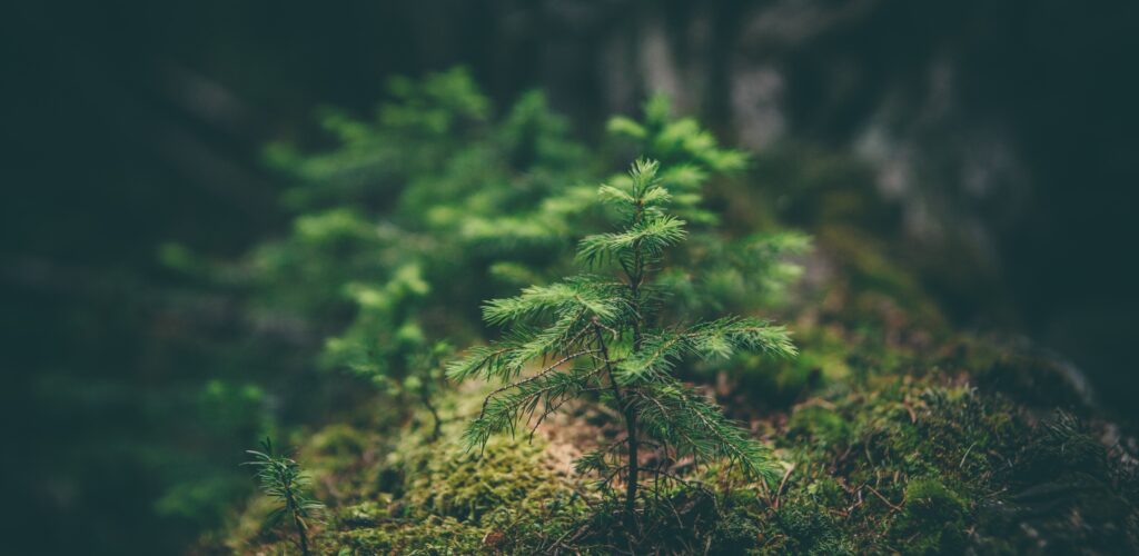 Des arbres en pousse en Irlande - Photo by Matthew Smith on Unsplash